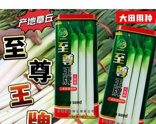 葱种子的获得与种植技巧（葱种子的来源及其对葱的生长的影响）
