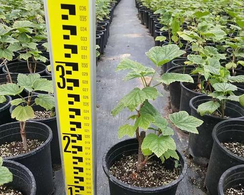 姑娘果可以盆栽吗？——室内盆栽的最佳选择（探究姑娘果盆栽的优势与方法）