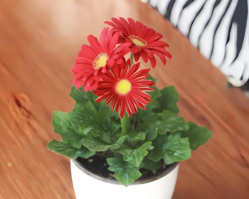非洲菊插花养护指南（如何让非洲菊插花更加鲜艳持久？）