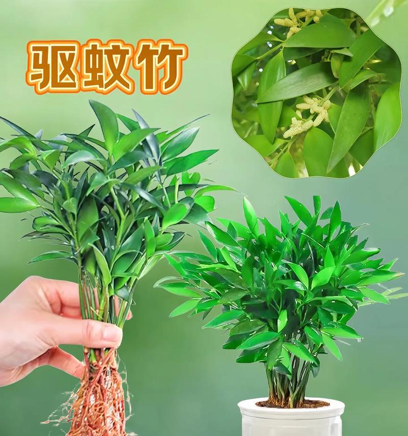 如何养护健康的柏树（柏树的养殖方法与注意事项）