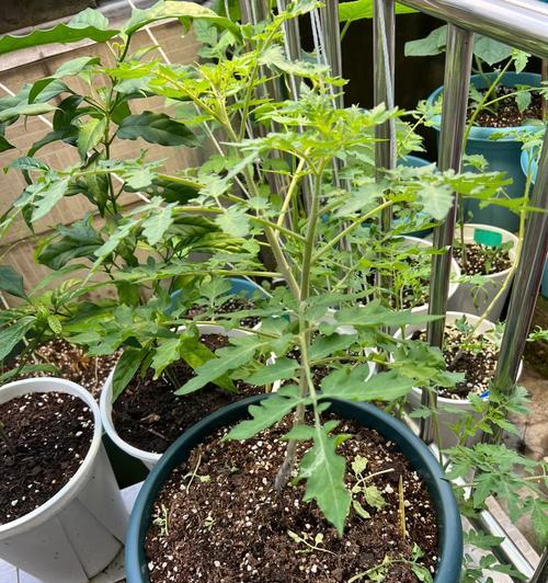 番茄的开花时间及影响因素（从品种、生长环境到管理措施，解析番茄开花的规律和方法）