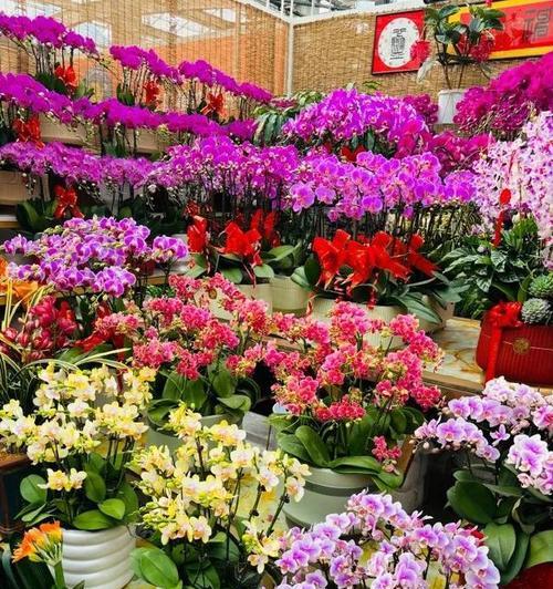 春节畅销的花卉盘点（15种受欢迎的花卉及其象征意义）