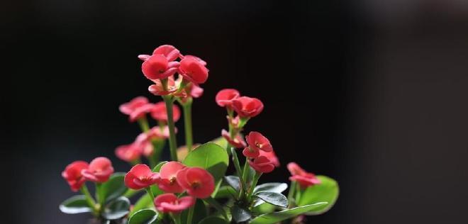 为什么刺梅不开花？（探究刺梅不开花的原因和解决方法）