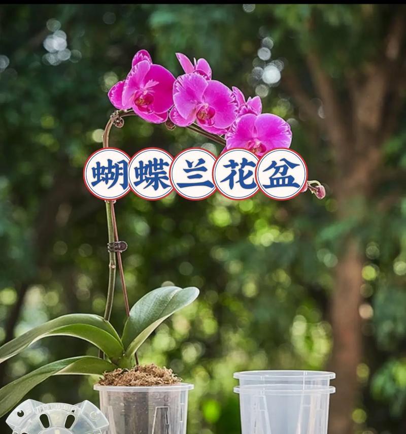 蝴蝶兰上盆与养护指南（从选盆到养护全解析，让你的蝴蝶兰更美更健康）
