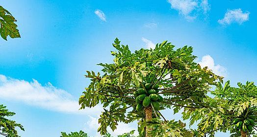 家里可以种木瓜树吗？（种植木瓜树的好处与方法）
