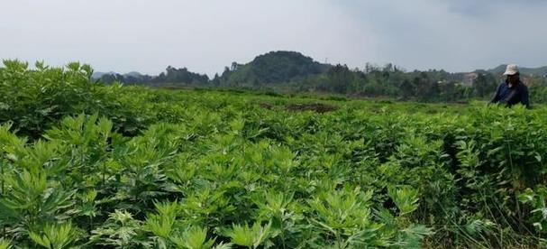 艾草种植的最佳月份（春季和秋季最适合种植艾草）