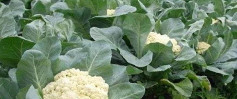 打造您家的花菜园——花菜种植攻略（打造您家的花菜园——花菜种植攻略）