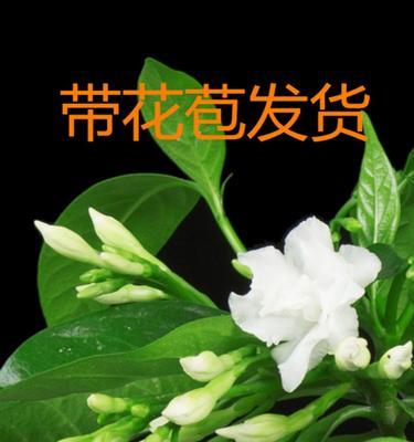 丁香花开放的季节（了解丁香花的季节及观赏技巧）