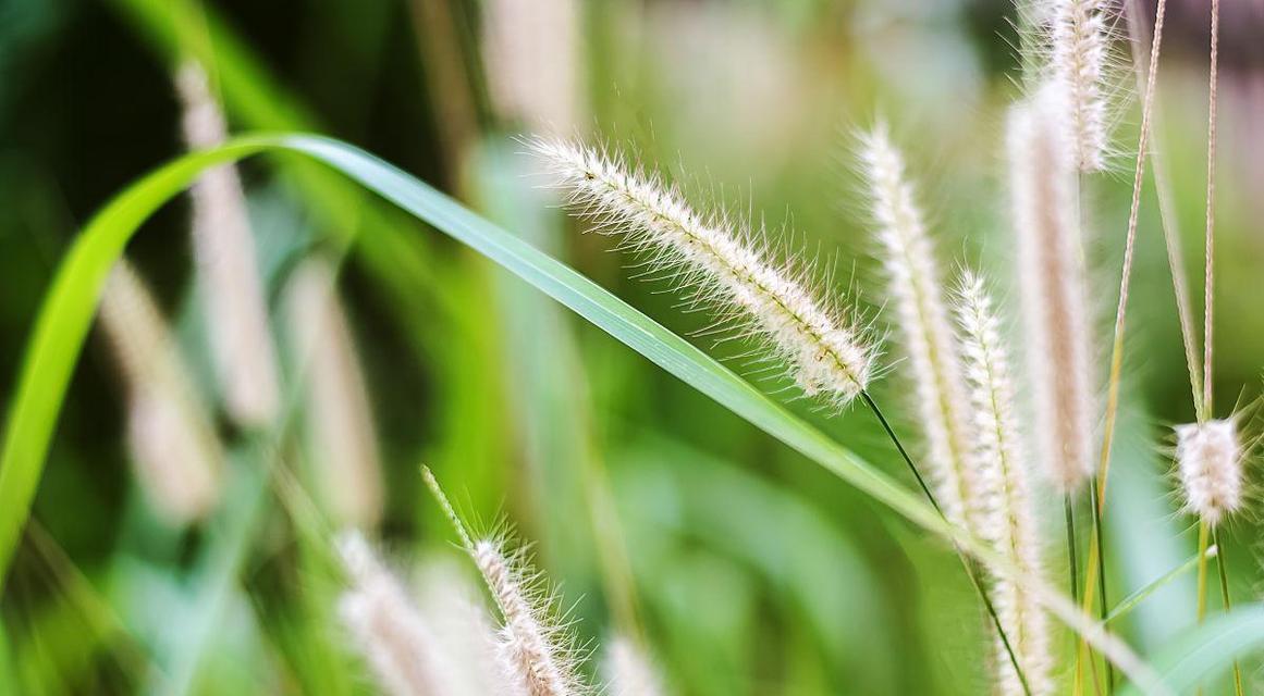 芦苇的近亲——与芦苇很像的草（探究芦苇的亲属草，了解它们的特点和用途）