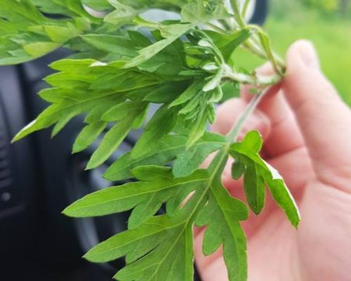 艾草种子播种方法（掌握艾草种子的育苗技巧，让你的艾草生长更加健康）
