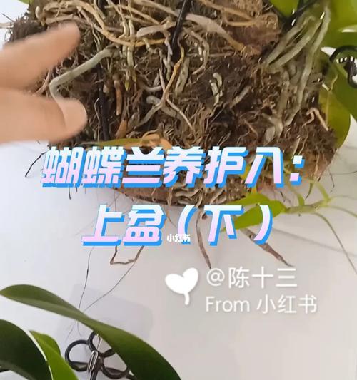 蝴蝶兰上盆及养护指南（一步步教你如何正确上盆蝴蝶兰，让它健康茁壮生长）
