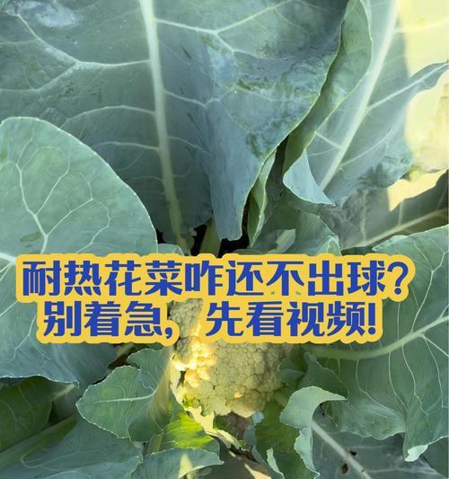 如何正确种植花菜？（花菜种植时间和方法详解，让你轻松掌握花菜种植技巧）