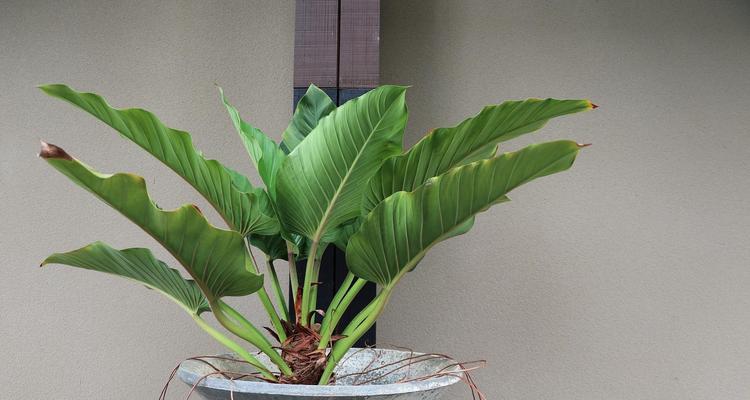 竹芋种植指南（从选种到养护，打造美丽绿色家园）