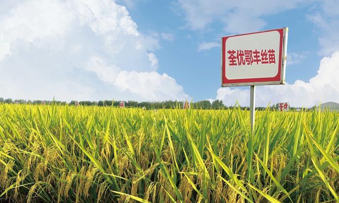 稻子留种技巧大全（掌握留种技巧，让稻子丰收在掌握中）