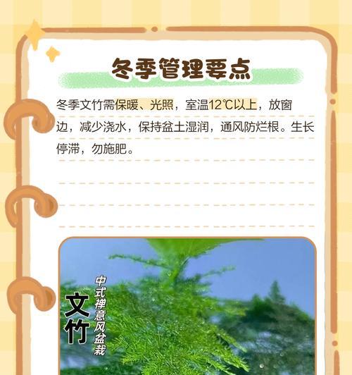文竹叶子发黄的原因及处理方法（植物营养失衡导致的文竹叶子发黄，如何正确护理文竹？）