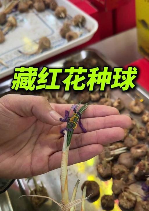 藏红花花后的种子形成过程（探秘藏红花花后的奥秘与生命之旅）