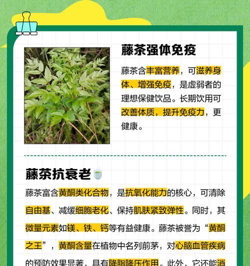 藤茶采摘与收获季节（追寻茶香，探秘藤茶之美）