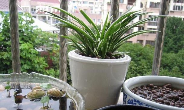 以铁的花盆怎么养花（打造独特花园装饰，铁艺花盆成为新宠）