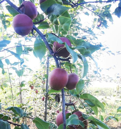 红梨的种植条件及适宜气候区域分析（探究红梨生长所需的土壤、光照和水分等因素）