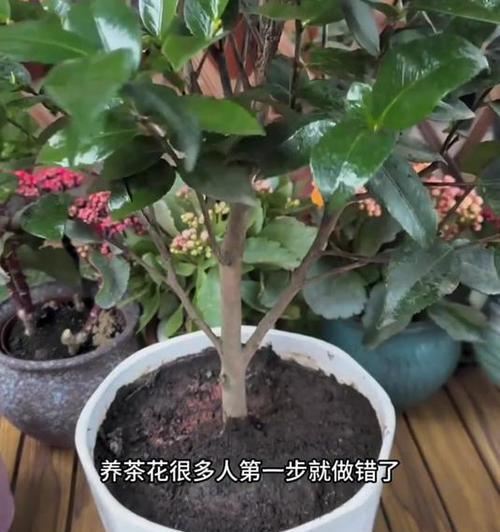 茶花花苞不开的原因及解决方法（揭秘茶花花苞不开背后的秘密，助您找到解决之道）