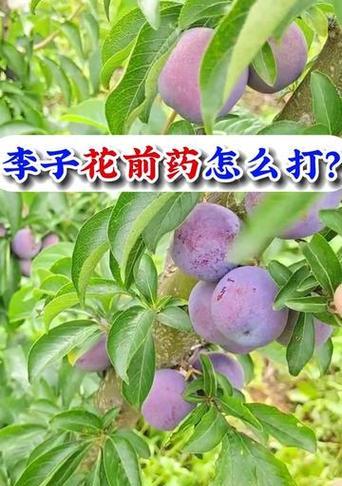 李子病虫害防治技术与方法（保护好你的李子树，从防治病虫害开始）