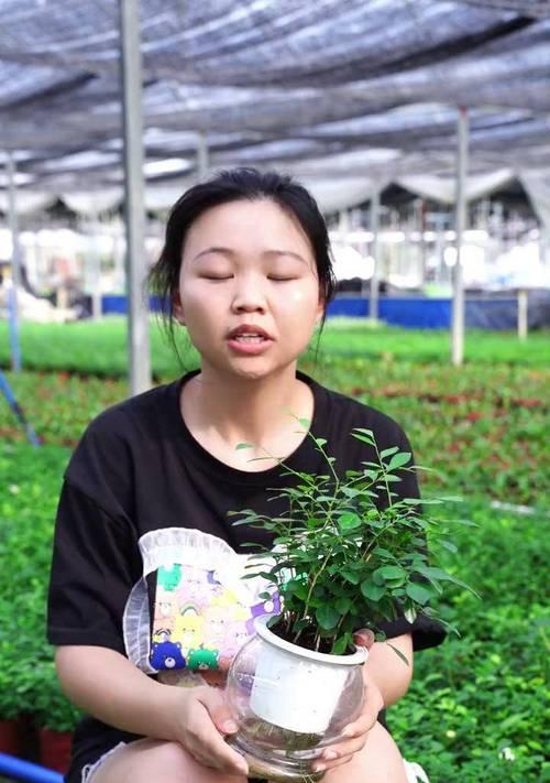 九里香叶子发黄怎么办？（教你有效拯救九里香叶子的方法）