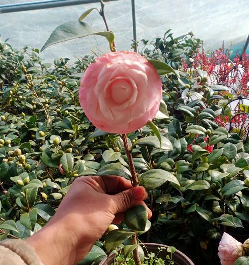 四季茶花的冬季养护（怕不怕冻？怎样保护？）