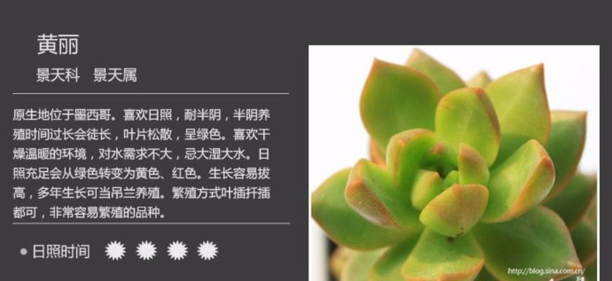多肉植物的繁殖方法（从种子到扦插，轻松掌握多肉繁殖技巧）