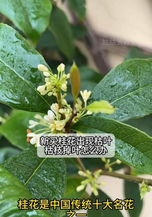 地上桂花干叶尖的原因与处理方法（探究地上桂花干叶尖的成因，给出有效的处理方法）