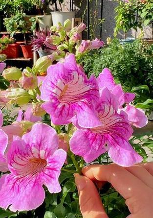 以凌霄怎样开花才多？（探寻凌霄开花的关键因素）