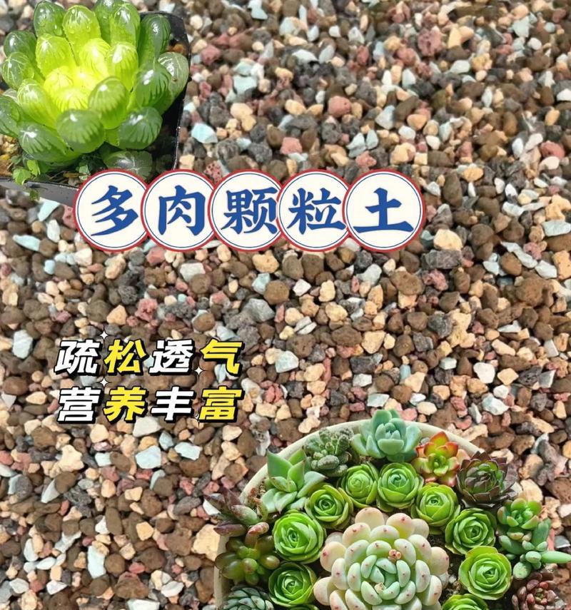 多肉养护指南（打造花园绿洲，用多肉植物增添生机）