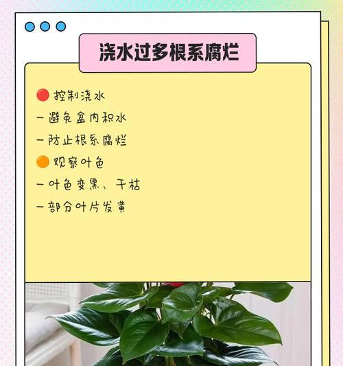 如何防止红掌的根发黑（掌握关键护理方法，让红掌重现活力）