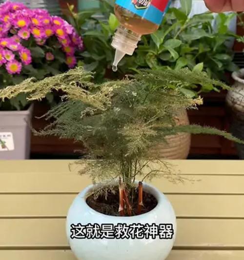文竹的根的养护与管理（打造健康有力的文竹之根）