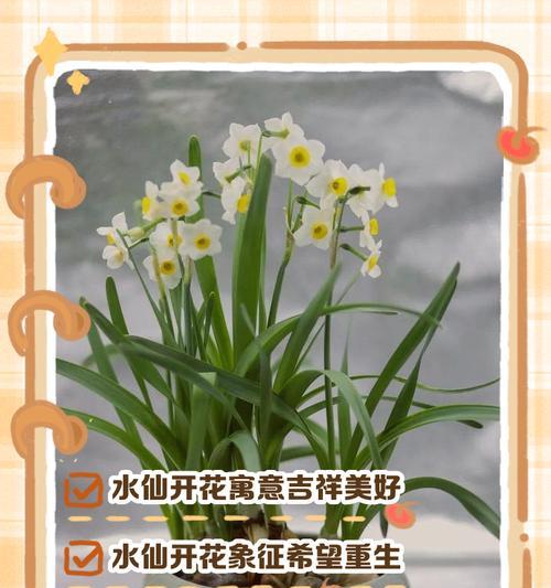 水仙花养护（打造健康水仙，从换水开始）
