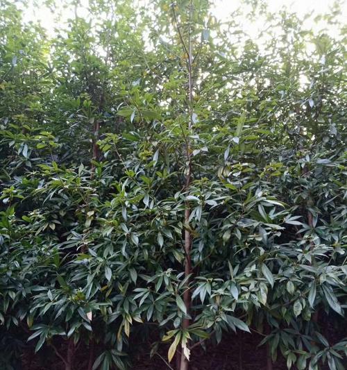 金丝楠木树苗的种植技巧及注意事项（打造绿色家园，从金丝楠木树苗开始）