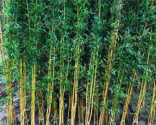 罗汉竹耐寒极限是多少度？（探究罗汉竹的生长环境与耐寒能力）