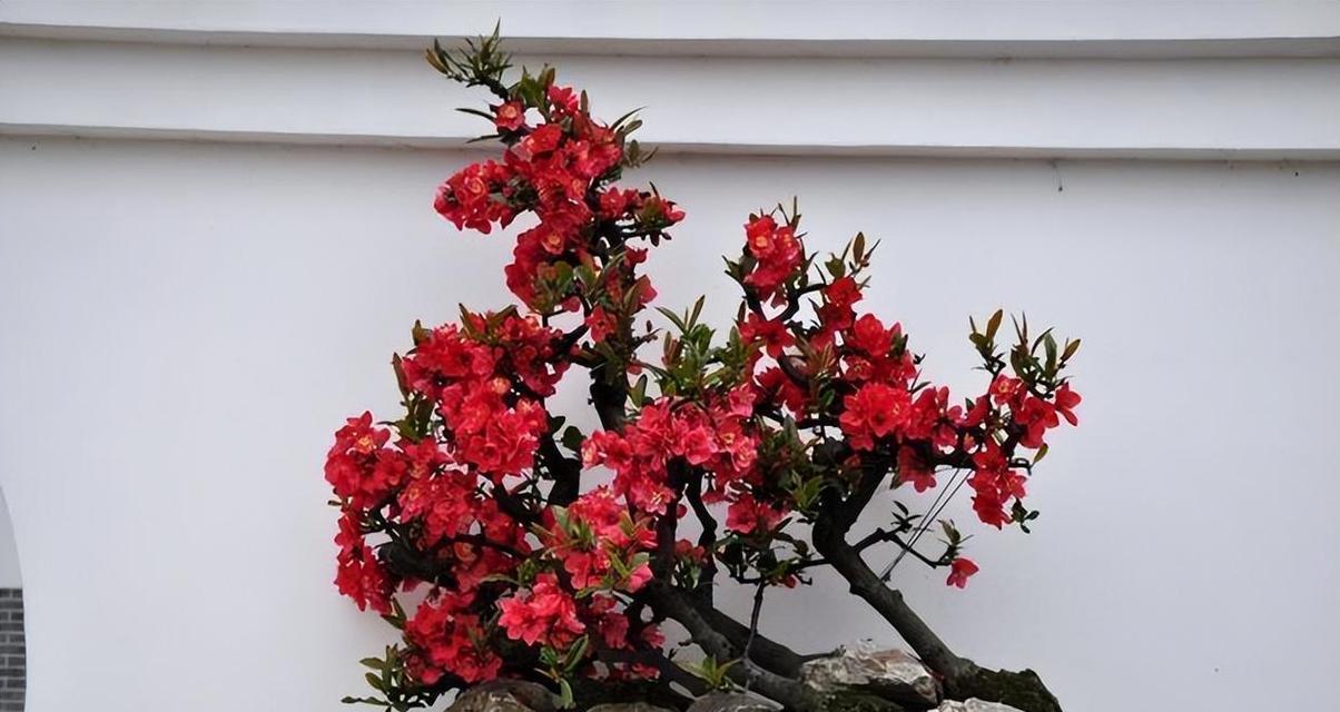 喜庆植物，象征吉祥如意（中国传统文化中代表吉祥如意的植物介绍）