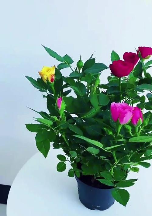 夏季玫瑰花盆栽养护指南（玫瑰花盆栽夏季养护的关键技巧与注意事项）