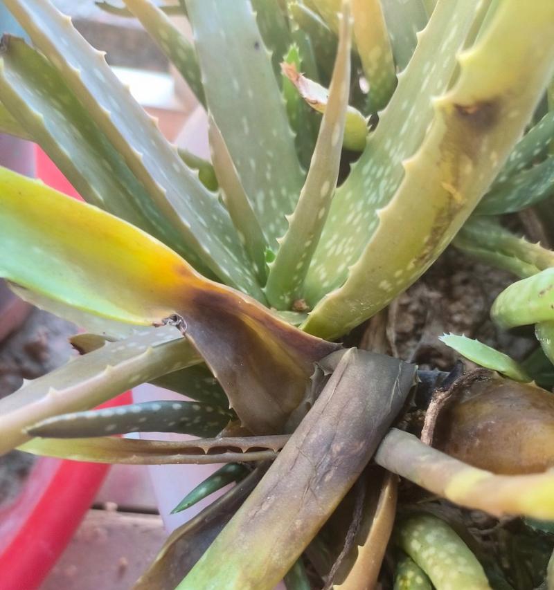 如何正确换盆以延长不夜城芦荟的寿命（简单操作，关键在于选择合适的盆土和正确的换盆时间）