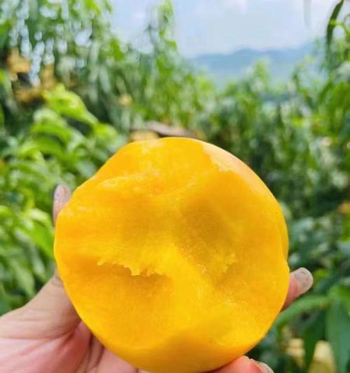 探寻黄桃故乡（寻味南方之美）
