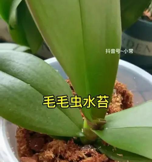 在家里用水苔生根的技巧（快速生根的关键是保持适宜的水分和温度）