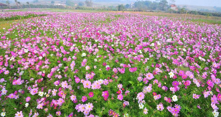 格桑花的生长特点与生态环境（探究格桑花是否为多年生植物）