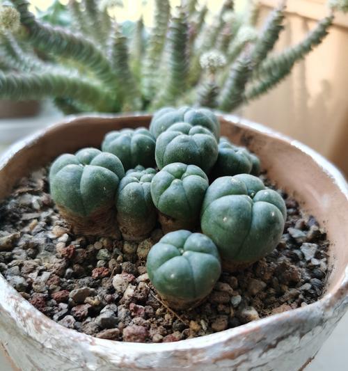 在沙子中种植多肉植物（探索适合多肉植物生长的沙质土壤，打造多肉花园的良好基础）