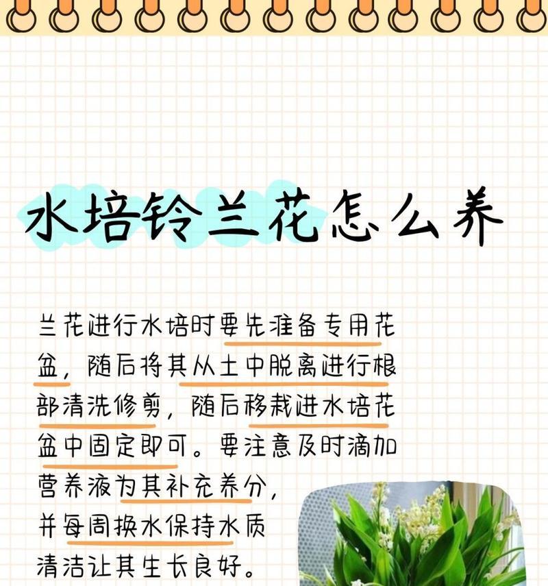 养殖杨紫罗兰花的方法与技巧（室内杨紫罗兰花的养护须知及常见问题解答）