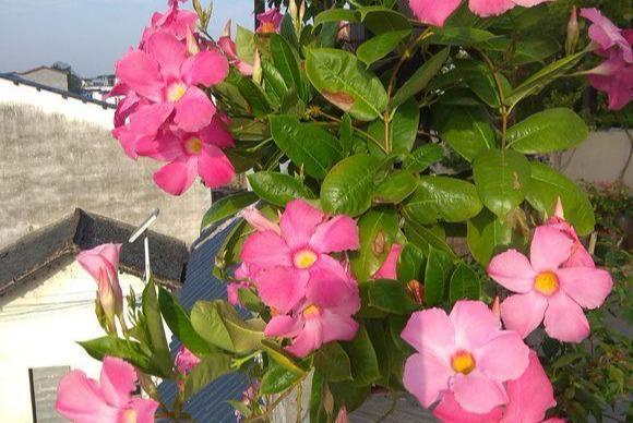 飘香藤黄叶的处理方法——保持植物健康美观的关键（如何有效处理飘香藤黄叶，使其恢复繁茂生长）