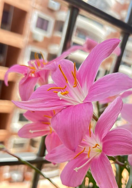 百合开花季节及时间详解（百合花语与栽培方法）