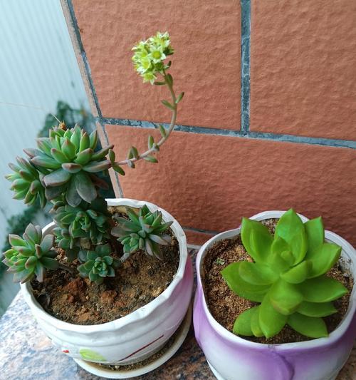 多肉绿萝的正确浇水方法（培养多肉绿萝的关键技巧与注意事项）