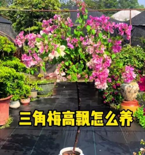 三角梅的养护技巧（打造花园中的瑰丽之花）