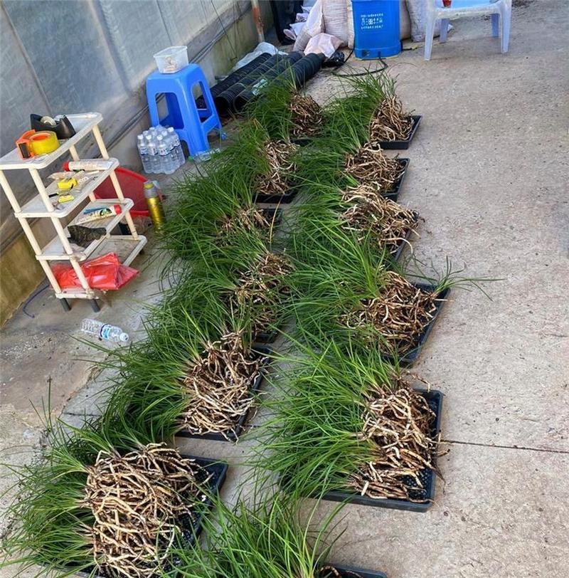 如何正确浇水以促进刚分盆兰花生长？（学习科学浇水技巧，让你的兰花茁壮成长）