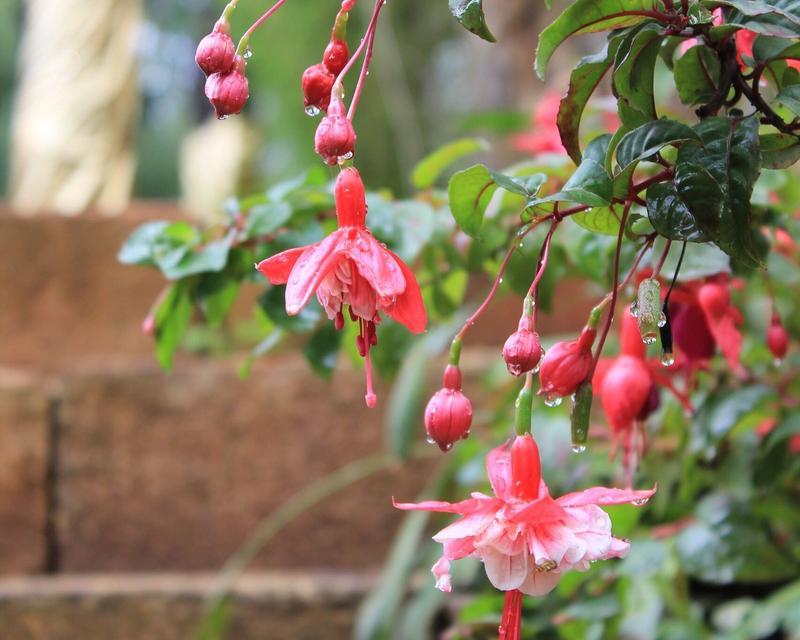 以吊吊钟花怎么养（打造美丽花园的秘诀）